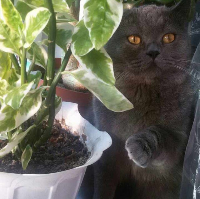 Коты и Кошки