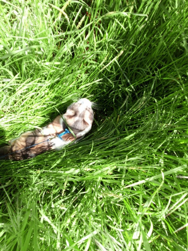 Котовторник 2.05.2017