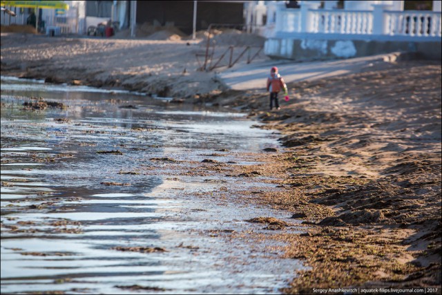 По-крымски. Уникальная технология очистки пляжа от водорослей