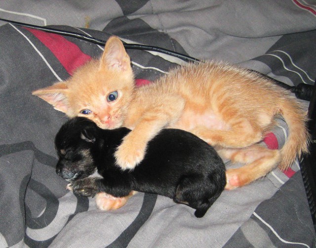 Коты и Кошки