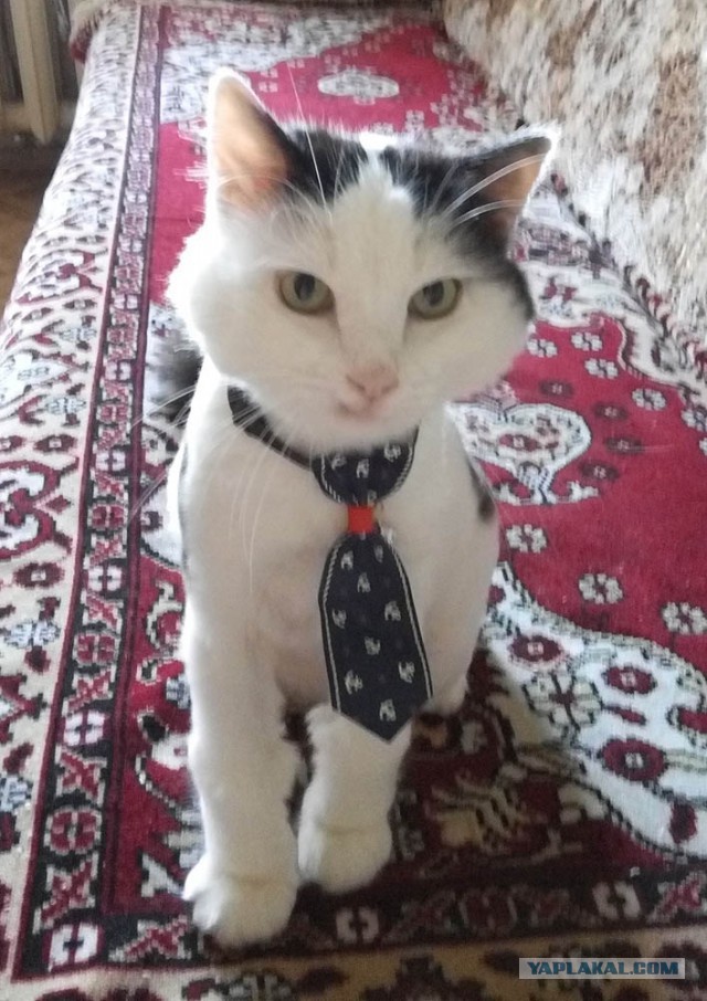 Котовторник 30.05.2017