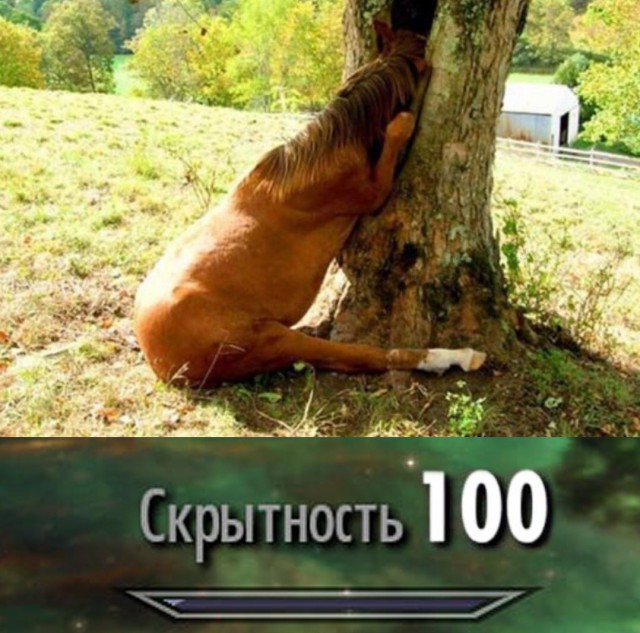 Подборка забавных животных