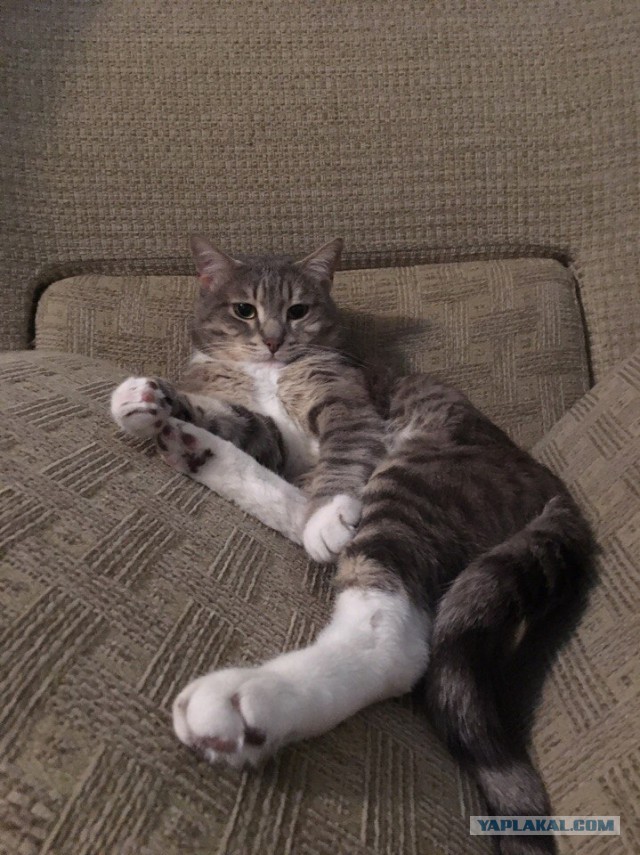 Коты и Кошки