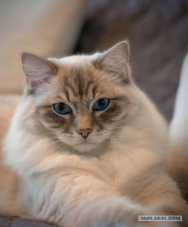 Котовторник 16.01.2018
