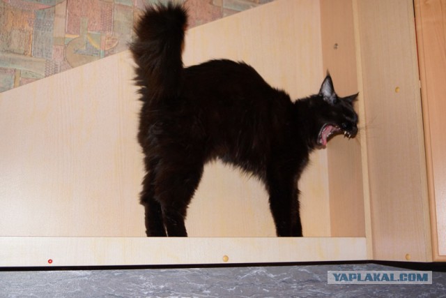 Котовторник 16.01.2018
