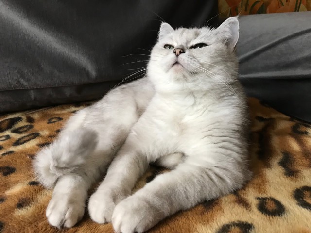 Вся красота беспородных кошек. Котовторнику посвящается.