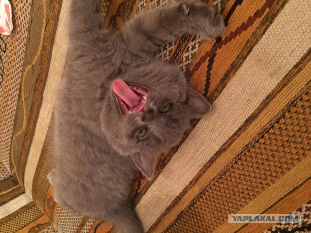 А не открыть бы нам котовторник 03.04.2018