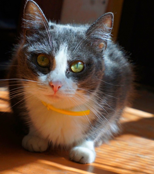Котовторник 29.5.18