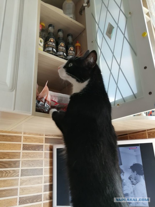 Котовторник  31.07.2018
