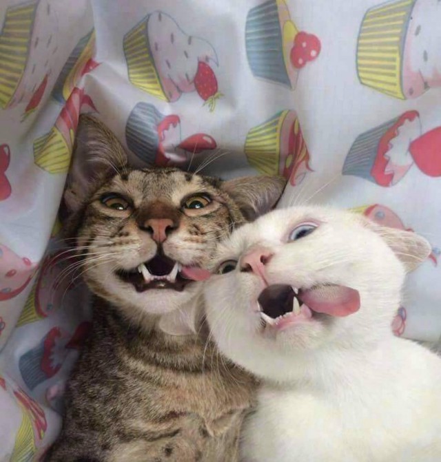 Прикольных котов пост