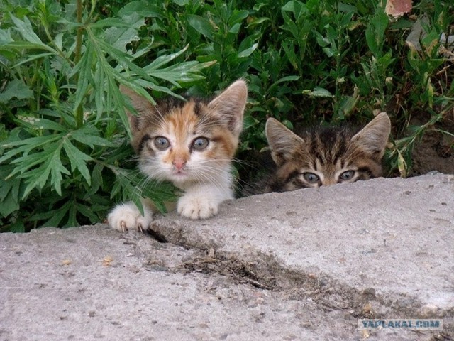 Котовторник на 22 июня