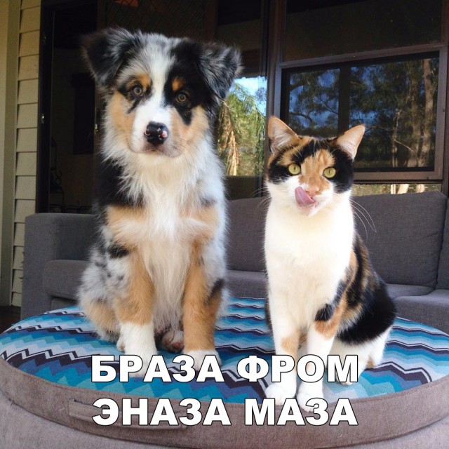 Нестандартный юмор