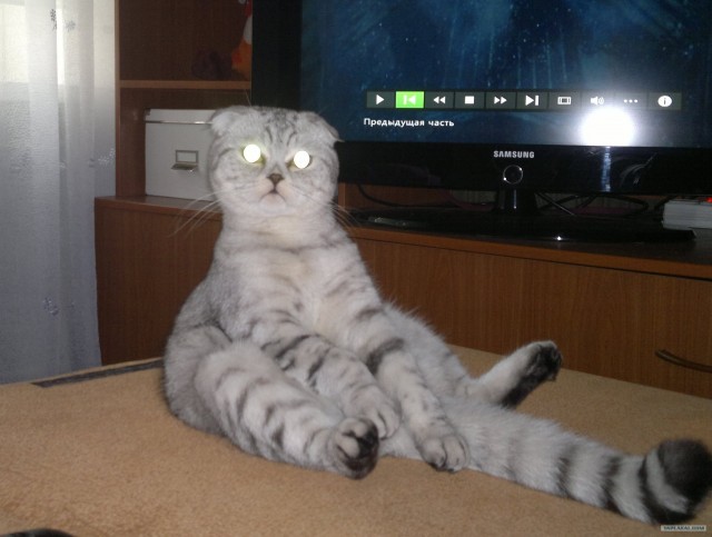Начинаем котовторник!