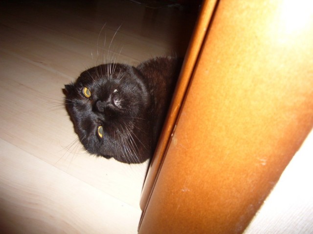 Котовторник объявляется открытым!