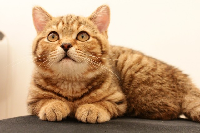 Супер-котофото на котовторник