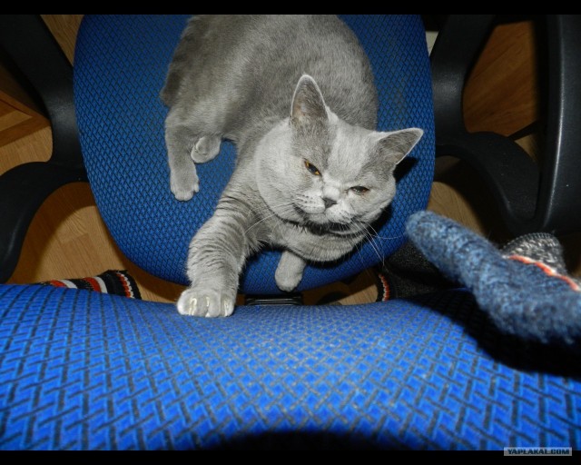 Котовторник!