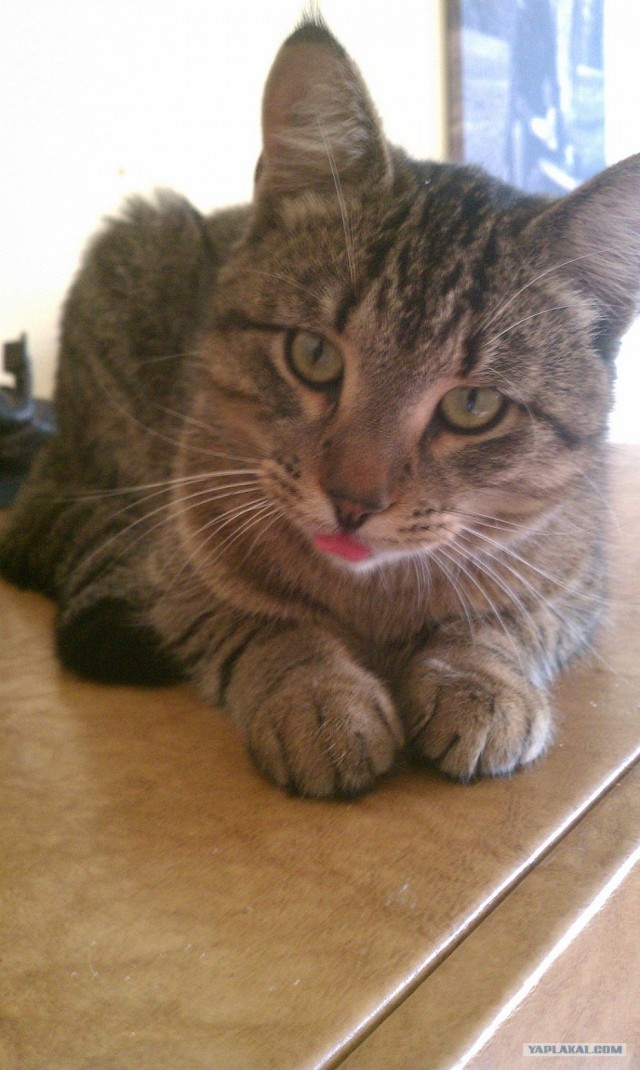 Котовторник (31.01.2012)