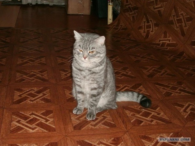 Котовторник (07.02.2012)