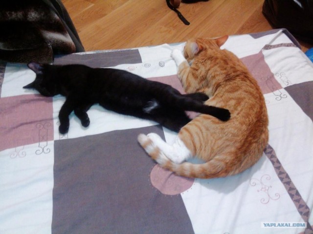 Котовторник 27.03.2012