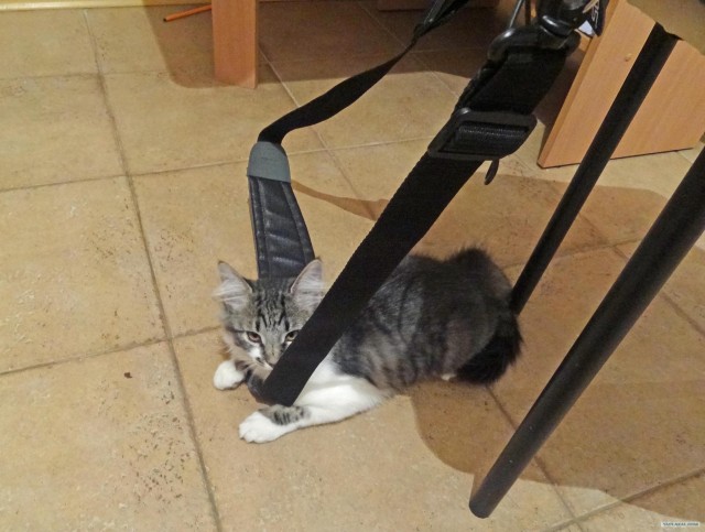 Котовторник  от 3.04.2012