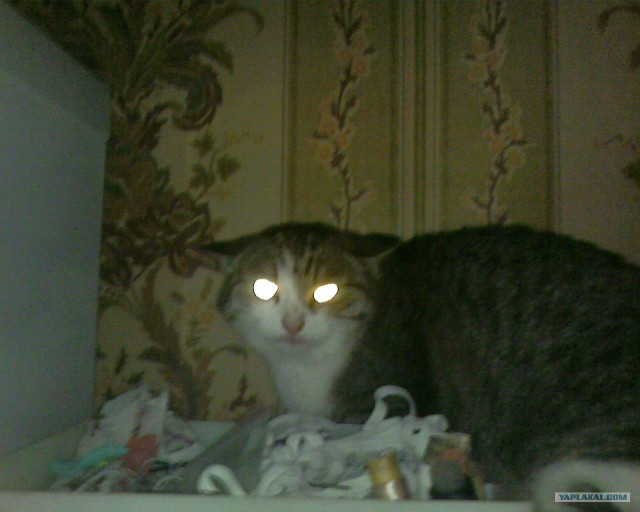 Котовторник 31.07.2012 г.