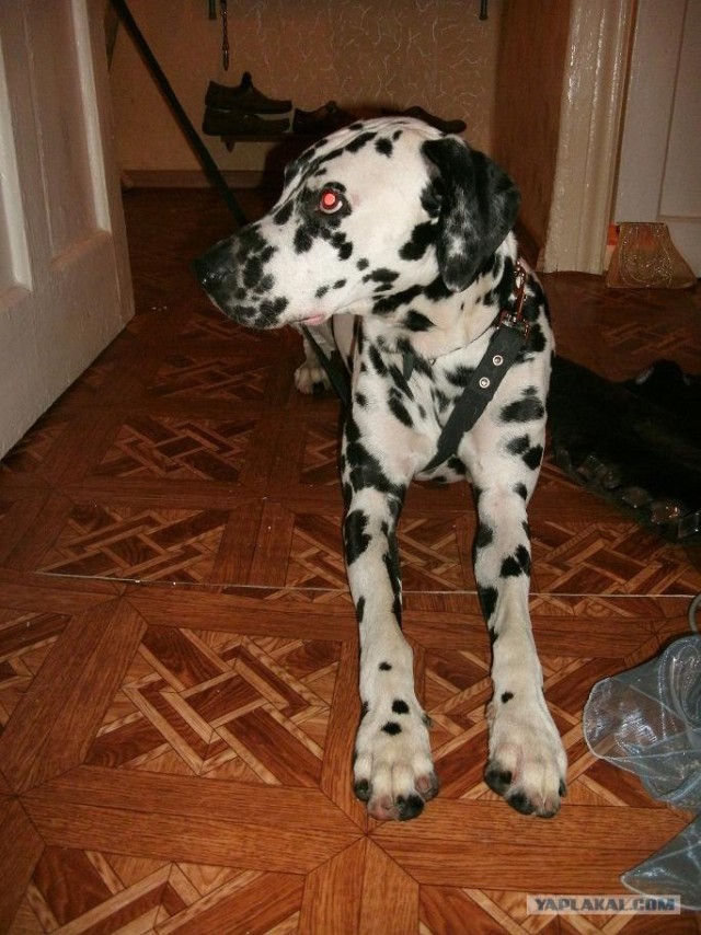 Собакочетверг!