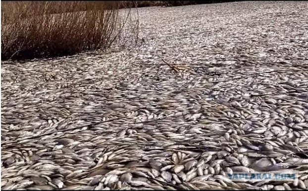 Астрахань, мор рыбы. Жесть, конечно.