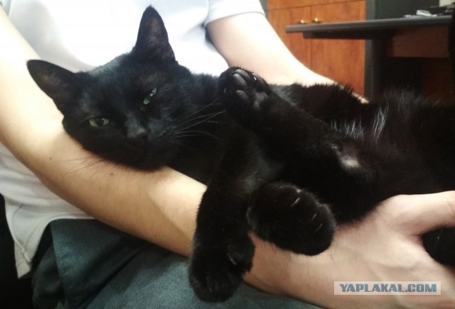 Котовторник однако