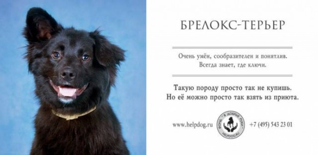 Социалка для приюта