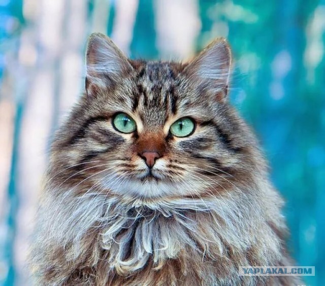 Котофеев пост