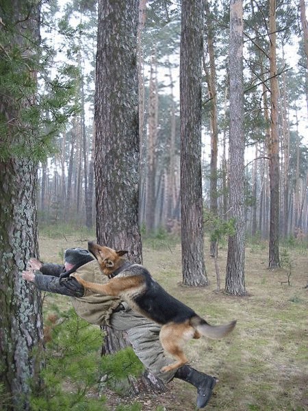 Фотожаба: Охотник и его верный пес
