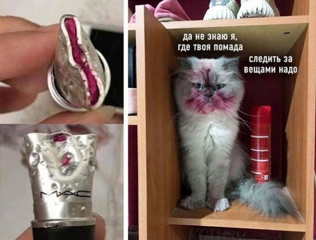 Разные картинки во вторник. С котами
