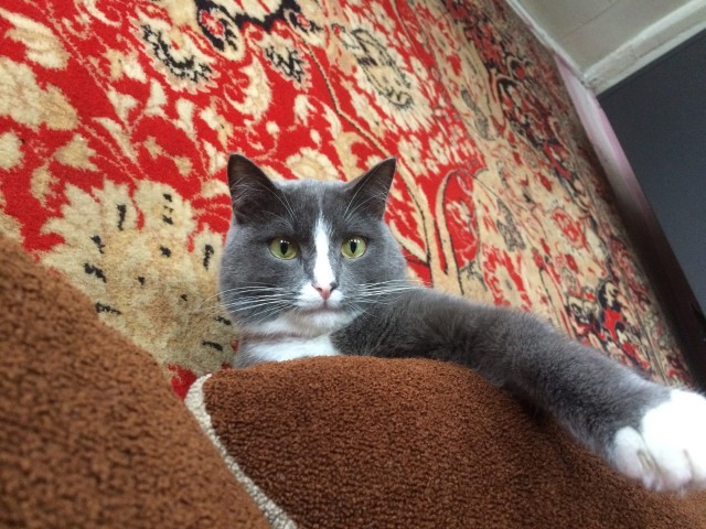 Глазки отдохните: подборка живности всякой