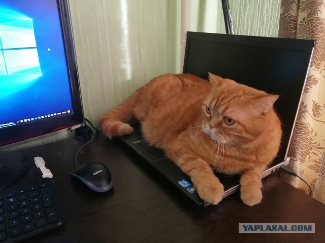 Как я выбирал себе хозяина