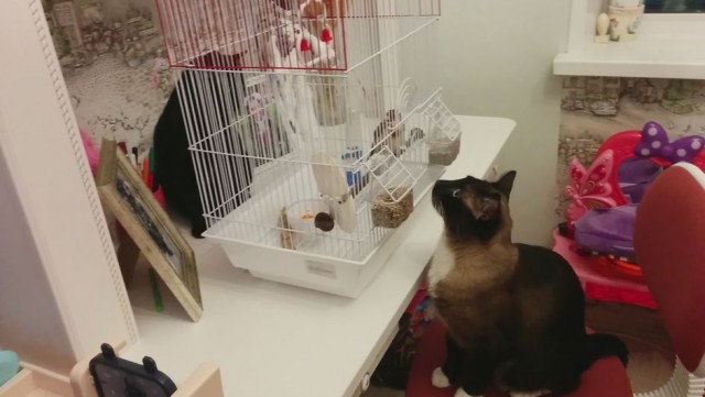 Котовторник же!