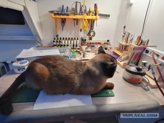 А котовторник уже начался?