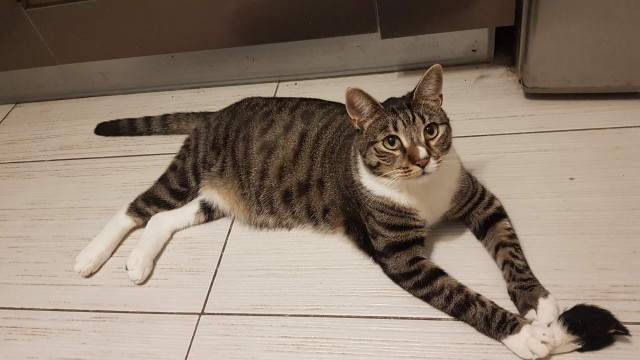 Котовторник 14.09.2021