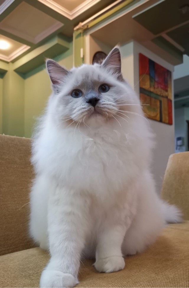 Котовторник