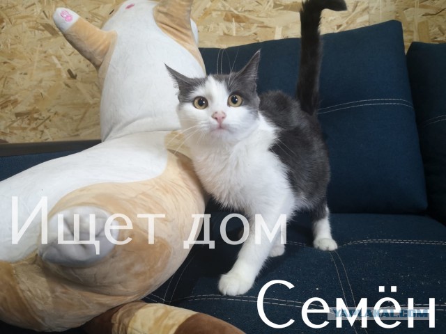 Жизнь домашнего приюта "Котоленд" 308