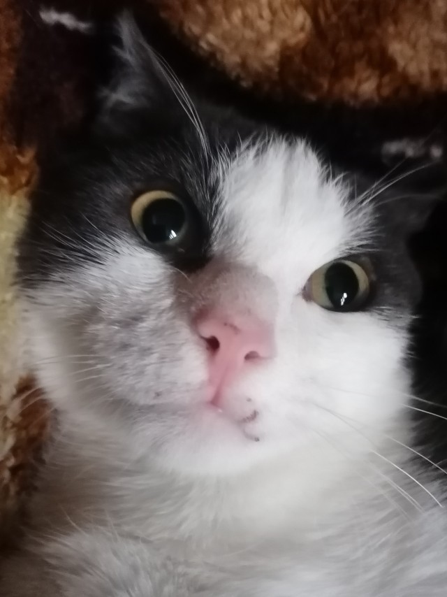 Котовторнику быть