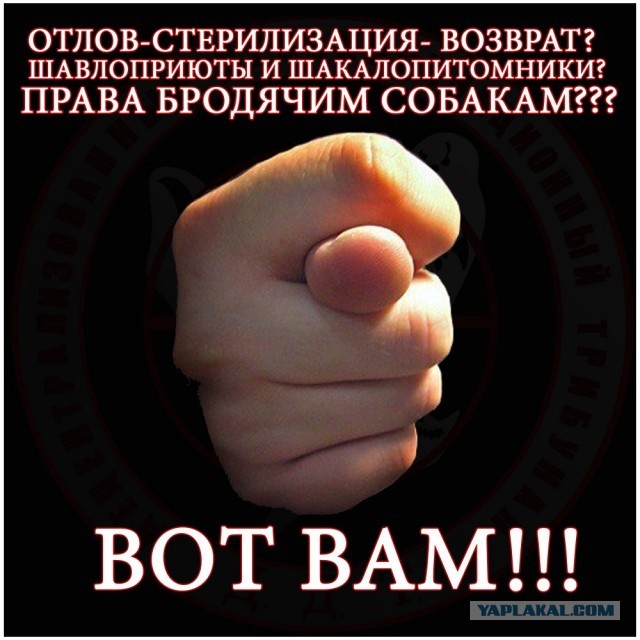 В Якутии приютили «Короля всех собак» — огромного бездомного пса, который держал в страхе весь город