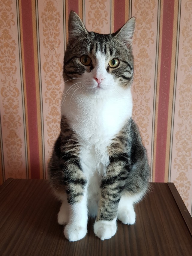 Котовторник 25.01.22