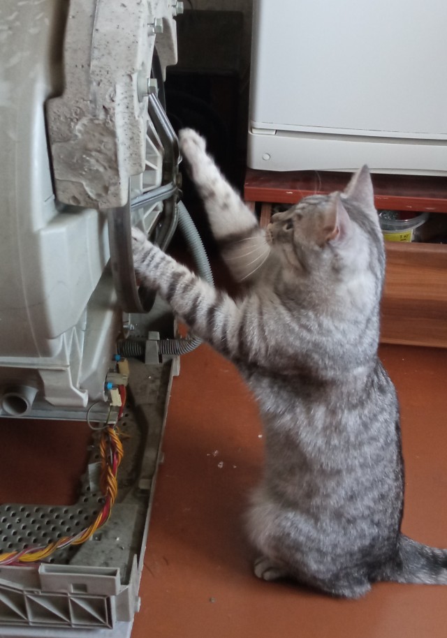 Котовторник. Февраль