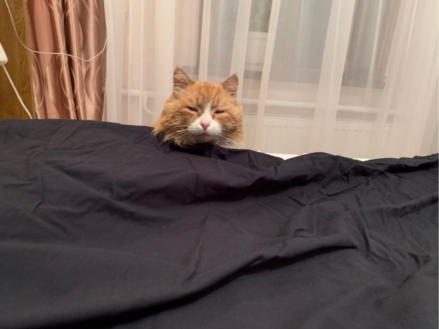 Пока не закончился котовторник...