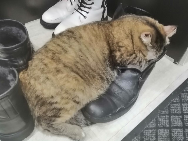Ну, поехали в котоввторник!