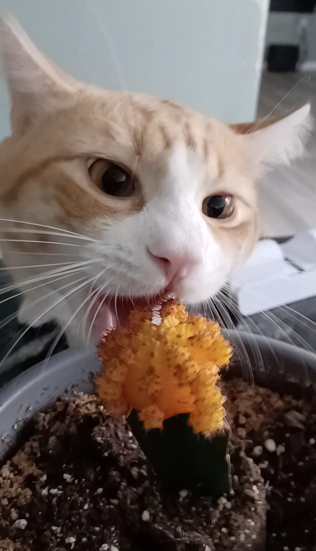 С праздником и котофторником!
