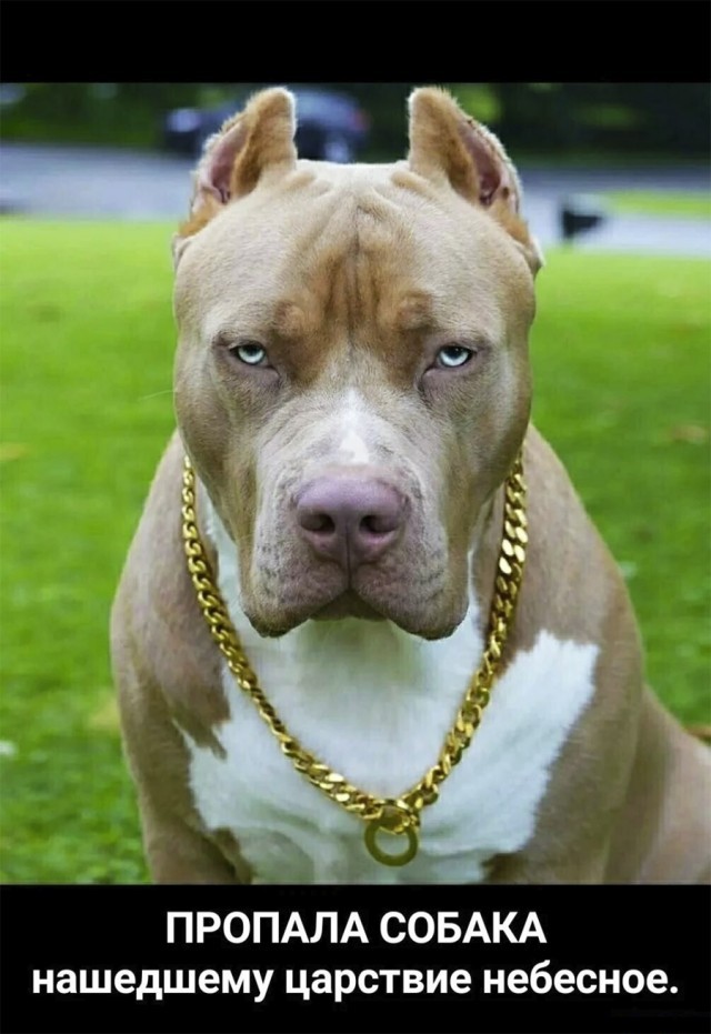 50 оттенков серого.  Vol. 2 Или вамосвал баянов