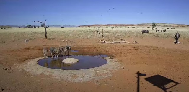 Водопой в пустыне Намиб