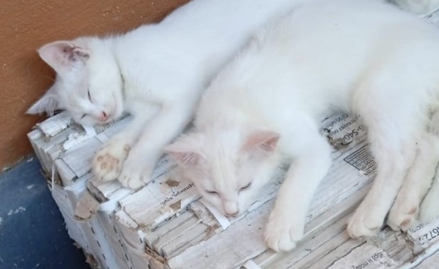 Кот во вторник