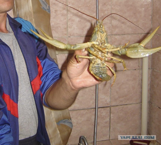 Старый тасманийский рак